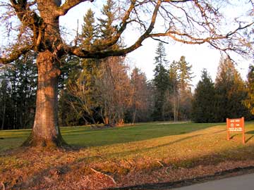 oak tree at Husen