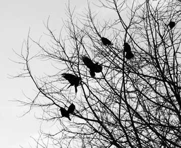 American Crows in a tree