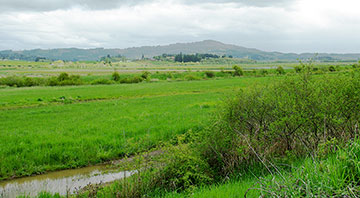 The Wapato Lake National Wildlife Refuge, approved in 2007, is a noncontiguous patchwork of Pacific Northwest rainforest near Gaston, in Washington and Yamhill Counties. In 2009-2010, the U.S. Fish and Wildlife Service began working on a 15-year comprehensive plan for the Wapato Lake National Wildlife Refuge. Until the land acquisitions for the refuge are completed and restoration work begins, the land is being offered for use by local farmers. [From David Lewis’ article in the Oregon Encyclopedia]