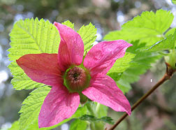 Salmonberry is one of the attractive native plants that will be available