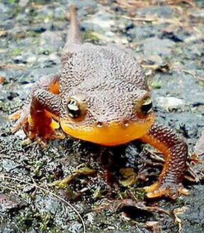 Newts have their day in the rain