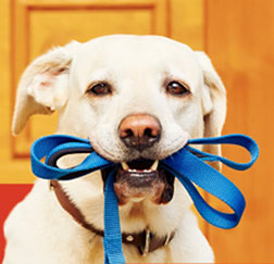 A dog holds a leash in its mouth.