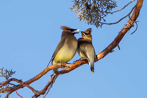 cedarwaxwings