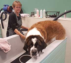 A dog receives a bath at Holistic Pet.
