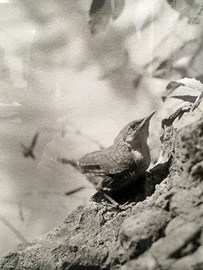 "Canyon Wrens Nesting Site" (circa 1900-1910)
