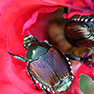 Japanese Beetle Update