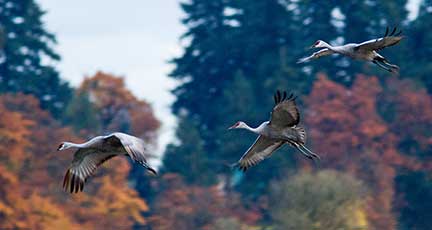 Sandhill Crane