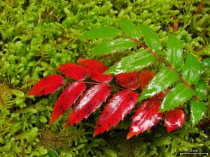 oregon_grape