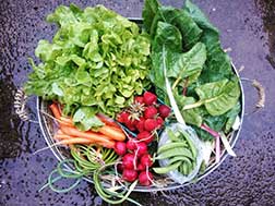 Organic produce (carrots, radishes, peas, etc.)  in a collander.