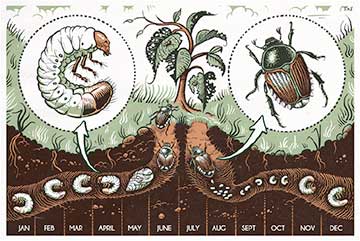 The Japanese beetle life cycle.