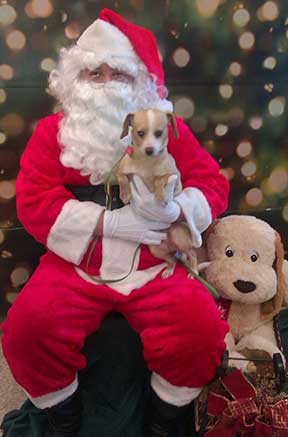 Santa with puppy.