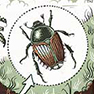 Japanese beetle eradication plan announced