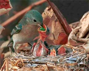 Bird feeding its baby in a nest