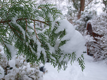 Snowy backyard branch.