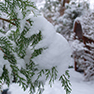 Gardens looking haggard after snowfall? First, don’t panic!