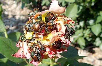 When the beetles are hungry in the summer, they can destroy
roses and other ornamentals, along with many crops.