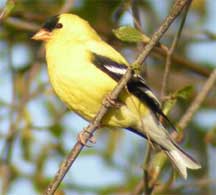 summer goldfinch