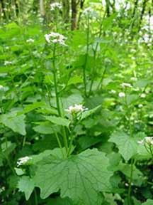 Garlic mustard is one of the invasive plants being battled by TSWCD