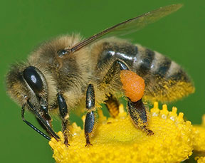 honeybee