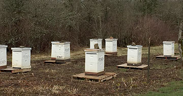 beehives