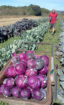 harvesting cabbage
