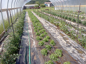 hoop house