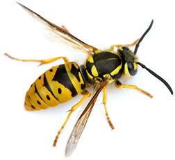 yellowjacket