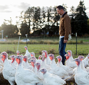 Turkey harvest is timed for Thanksgiving, of course. We can testify that they are delicious!