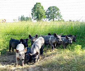They are raising 25 pigs this year in addition to thousands of chickens. All the animals in a pastured system either consume or provide food for each other.