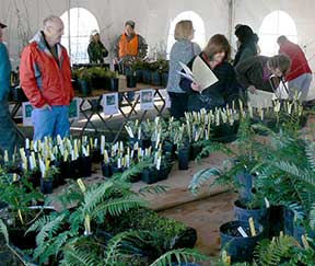 Forest plant sale