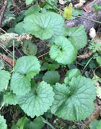 Garlic mustard appears as a cluster of
round leaves during the first year.