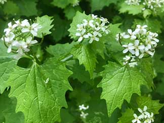 Second-year growth of garlic mustard looks quite different.