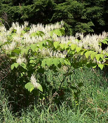 Knotweed spreads quickly and can grow quite tall.