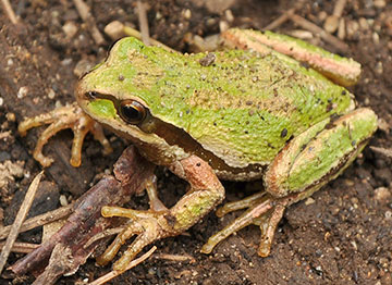Pacific tree frog, photo from Wikimedia by The High Fin Sperm Whale