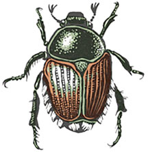 Japanese beetle eradication effort could fail in Cedar Mill