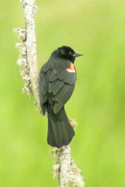 blackbird male