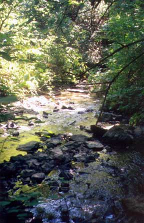 Cedar Mill Creek
