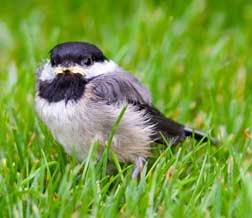 baby chickadee