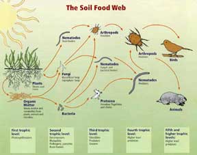 soil food web