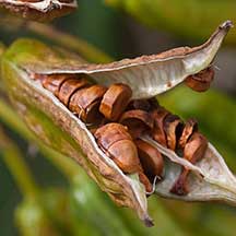 iris seed pod