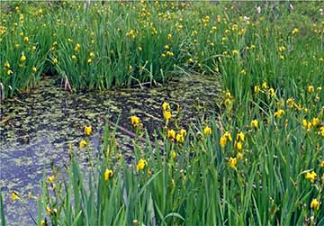 iris clump