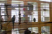 Cats that are boarding have a choice of looking out the front window, or watching a pair of birds in an adjacent cage! 