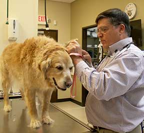 Dr. Mark Norman examines an elderly
patient