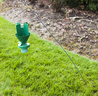 Japanese beetle trap