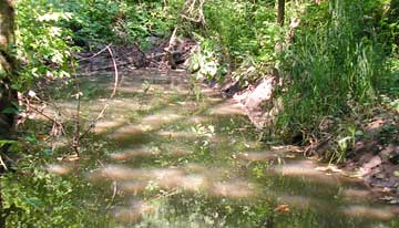Cedar Mill Creek still water
