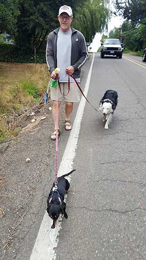 Man walks dogs along edge of road.