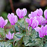 Psyched on cyclamens!