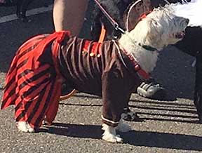 Yappy hour dog in pirate costume.