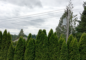 The view from Luke Leifeld's deck with the existing pole. The new pole would have been much higher with a large antenna attached.