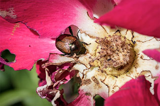 Japanese beetle adult feeding on a rose